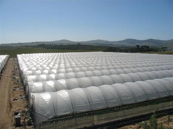 Uruguay: Baja el cultivo de arándanos por falta de rentabilidad