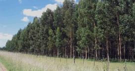 Apuesta al fortalecimiento de la actividad forestal de Entre Ríos