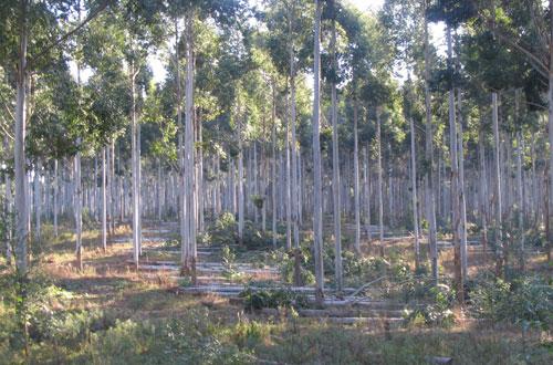 El Mundo de los Eucalyptus - Uruguay