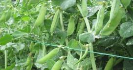 La experiencia del cultivo de arveja en Entre Ríos