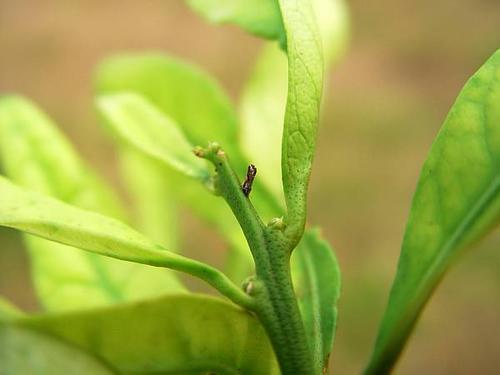 EE UU: El “dragón amarillo” afectó entre el 40 y 70% de las plantaciones de citrus
