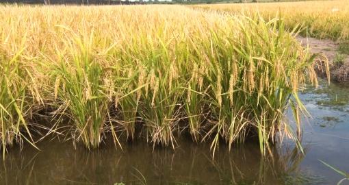 Se llevó a cabo el tradicional DIA A CAMPO DE ARROZ 2018-2019