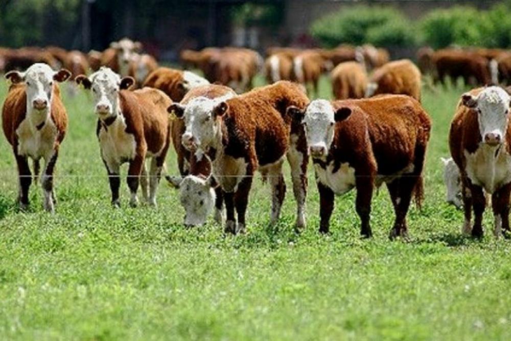 Entre Ríos en el top cinco de provincias con mayor stock bovino