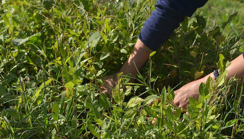 Cómo reconocer qué nutrientes les faltan a tus plantas