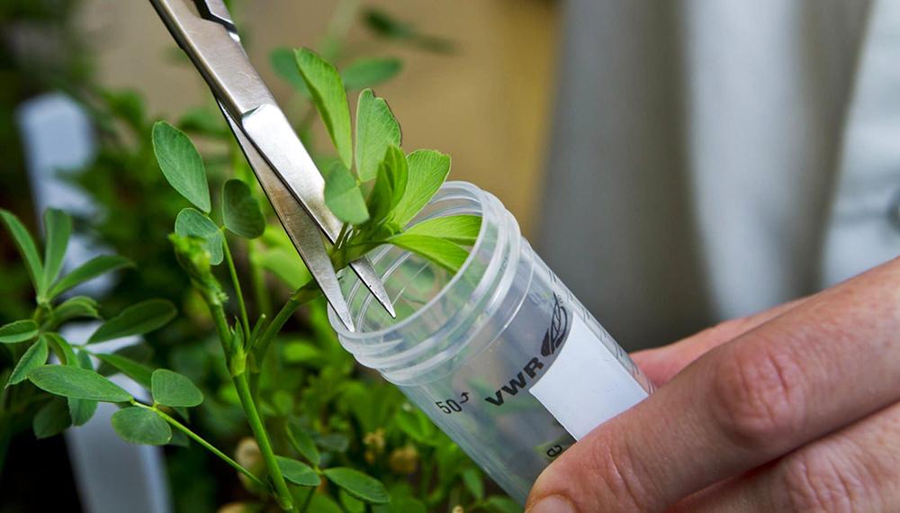 Qué son las plantas transgénicas y cómo las crean