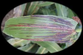 Estría Roja Del Sorgo Por Robbsia Andropogonis En Paraná, Entre Ríos, Durante El Ciclo 2018/19
