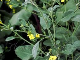 Carinata (Brassica Carinata): Enfermedades Observadas En Paraná, Entre Ríos, Durante El Ciclo Agrícola 2019