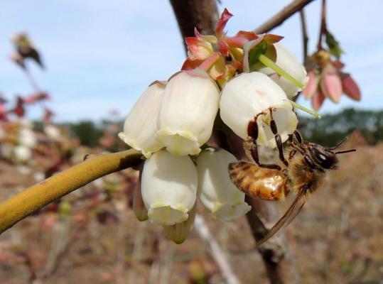 Polinización del arándano: asociación de dos cadenas productivas