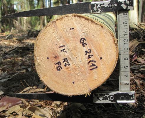 Estudiar la madera es saber su potencial