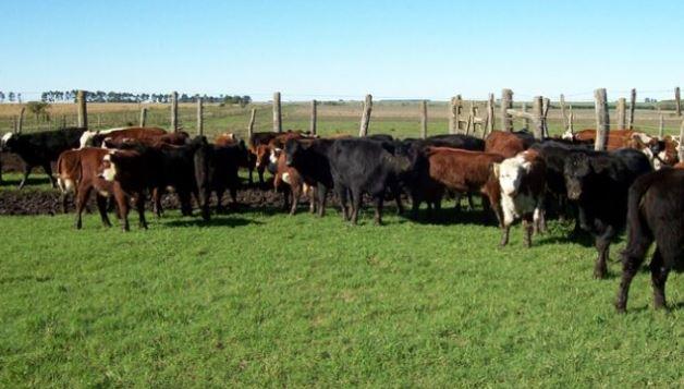 Recomendaciones para afrontar el otoño-invierno en ganadería