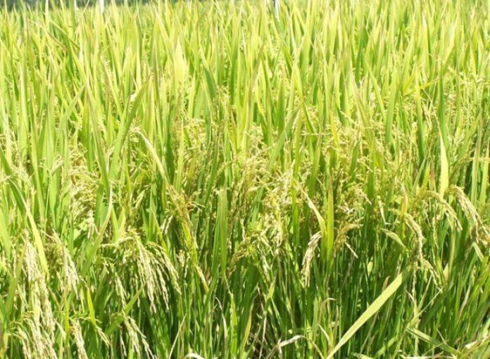 Cadena arrocera en la Argentina y su estructuración productiva primaria