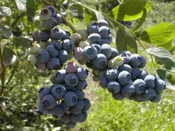 Chile: La cosecha mecanizada toma fuerza en el sur del país