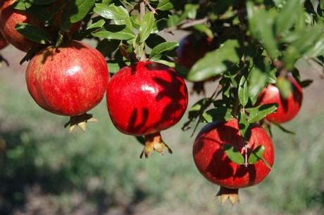 Uruguay: GranaSur cosecha las primeras granadas de la temporada