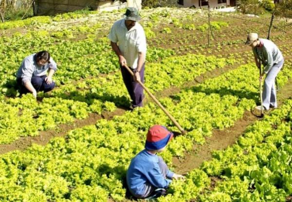 La agricultura familiar genera trabajo y produce alimentos para millones de argentinos