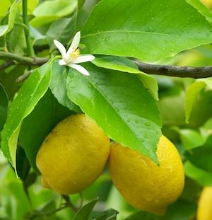 El camino a ser el vivero de limones más grande en el mundo