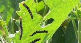 Anticarsia gemmatalis hizo estragos en el sur entrerriano